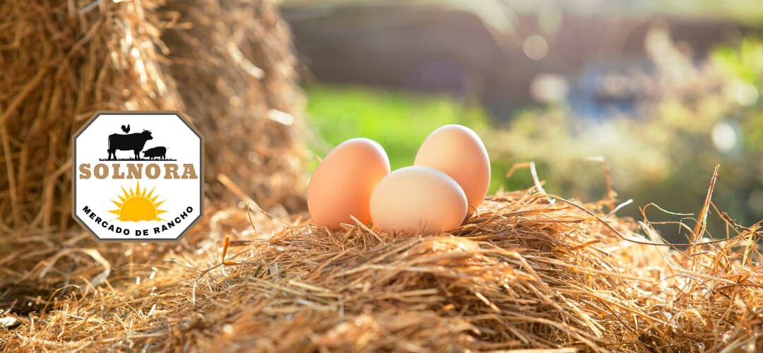 3 huevos de gallina sobre bulto de paja