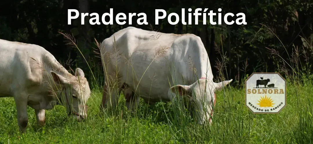 Ganado en pastando en pradera Polifitica